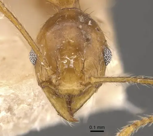 Pheidole jacobsoni specimen CASENT0907912 image casent0907912_2