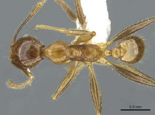 Pheidole jacobsoni specimen CASENT0911220 image casent0911220_1