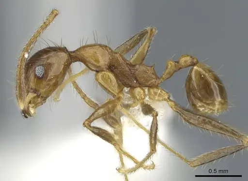 Pheidole jacobsoni specimen CASENT0911220 image casent0911220_3