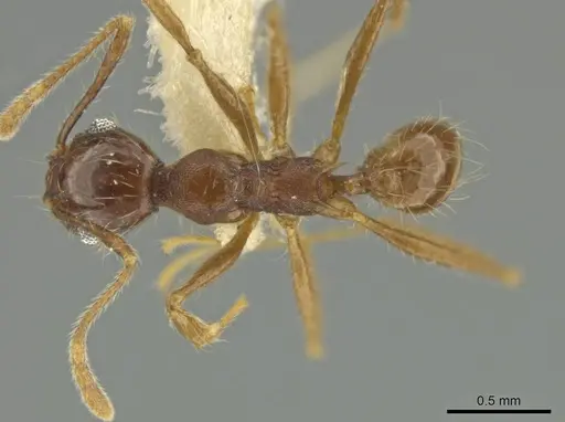 Pheidole jaculifera specimen CASENT0645806 image casent0645806_1