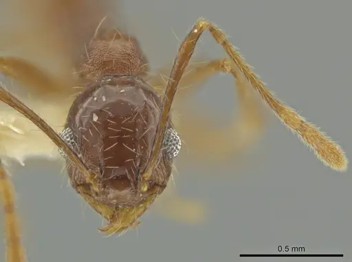 Pheidole jaculifera specimen CASENT0645806 image casent0645806_2