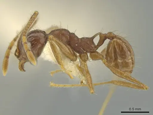 Pheidole jaculifera specimen CASENT0645806 image casent0645806_3