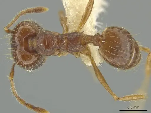 Pheidole jaculifera specimen JTLC000016416 image jtlc000016416_1