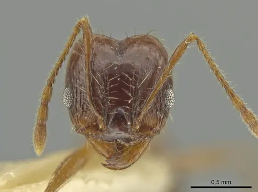 Pheidole jaculifera specimen JTLC000016416 image jtlc000016416_2