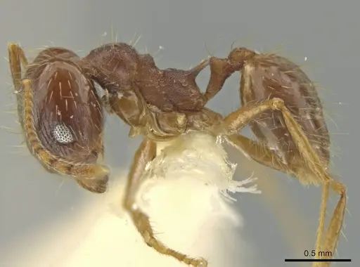 Pheidole jaculifera specimen JTLC000016416 image jtlc000016416_3
