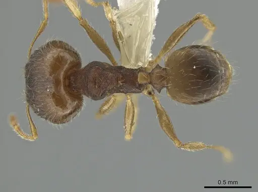 Pheidole jamaicensis specimen CASENT0630237 image casent0630237_1