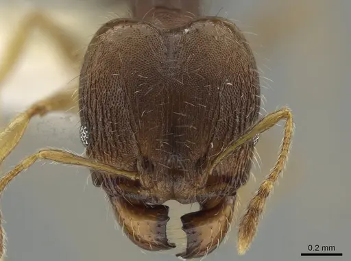 Pheidole jamaicensis specimen CASENT0630237 image casent0630237_2