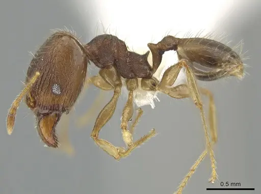Pheidole jamaicensis specimen CASENT0630237 image casent0630237_3