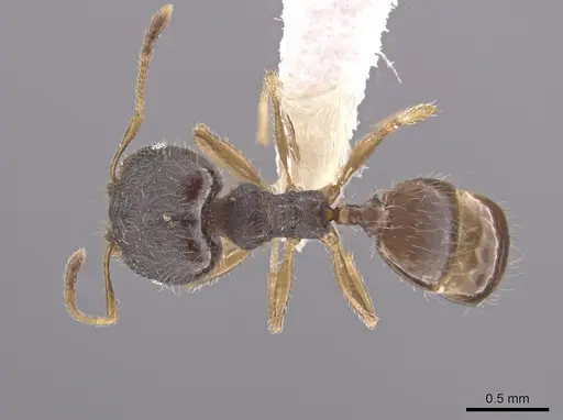 Pheidole jamaicensis specimen CASENT0630241 image casent0630241_1