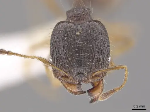 Pheidole jamaicensis specimen CASENT0630241 image casent0630241_2