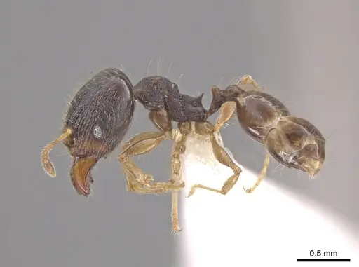 Pheidole jamaicensis specimen CASENT0630241 image casent0630241_3