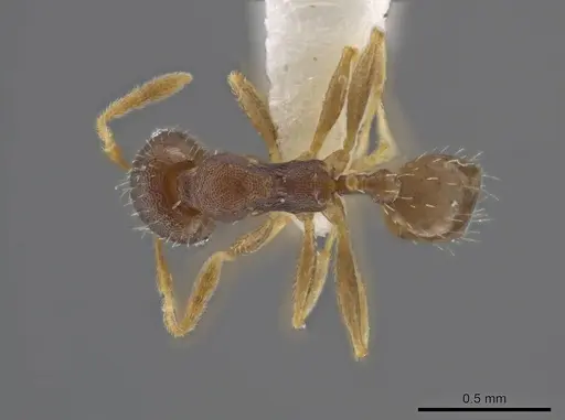 Pheidole jamaicensis specimen CASENT0636785 image casent0636785_1