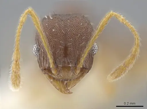 Pheidole jamaicensis specimen CASENT0636785 image casent0636785_2