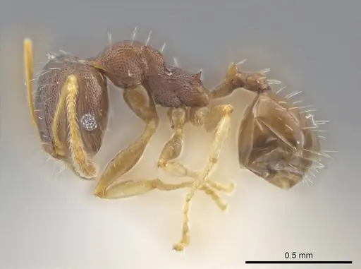 Pheidole jamaicensis specimen CASENT0636785 image casent0636785_3