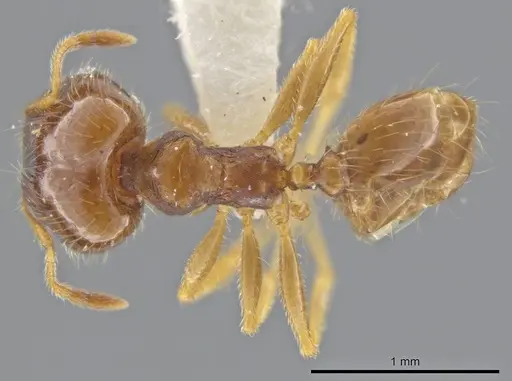 Pheidole jamaicensis specimen JTLC000015838 image jtlc000015838_1