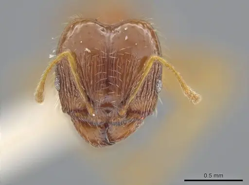 Pheidole jamaicensis specimen JTLC000015838 image jtlc000015838_2