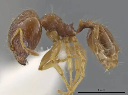 Pheidole jamaicensis specimen JTLC000015838 image jtlc000015838_3