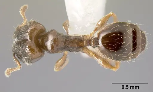 Pheidole janzeni specimen CASENT0608973 image casent0608973_1