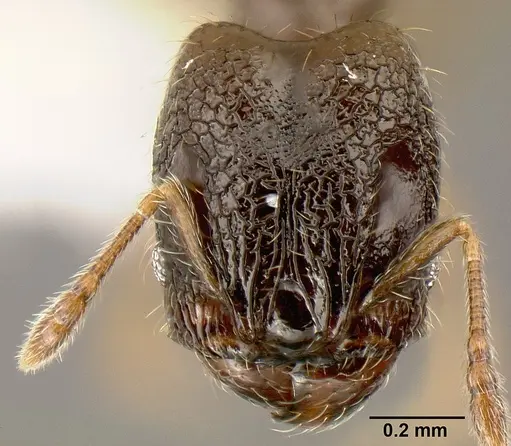 Pheidole janzeni specimen CASENT0608973 image casent0608973_2