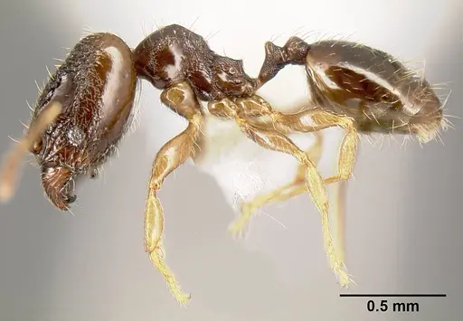 Pheidole janzeni specimen CASENT0608973 image casent0608973_4