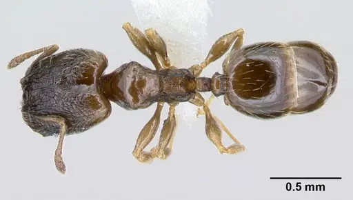 Pheidole janzeni specimen CASENT0608977 image casent0608977_1