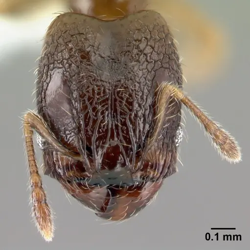 Pheidole janzeni specimen CASENT0608977 image casent0608977_2