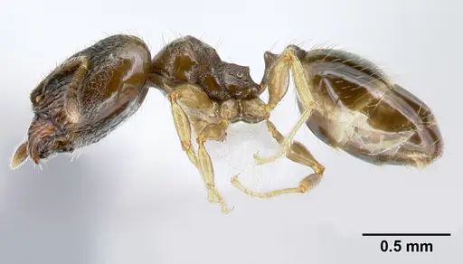 Pheidole janzeni specimen CASENT0608977 image casent0608977_3