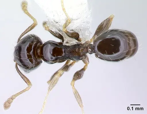 Pheidole janzeni specimen CASENT0608990 image casent0608990_1