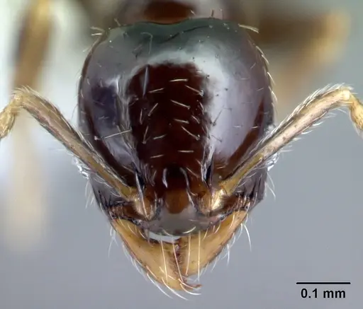 Pheidole janzeni specimen CASENT0608990 image casent0608990_2