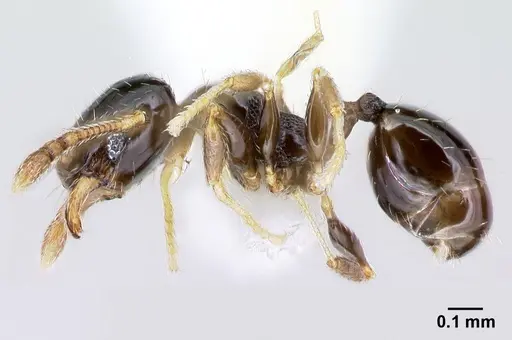 Pheidole janzeni specimen CASENT0608990 image casent0608990_3