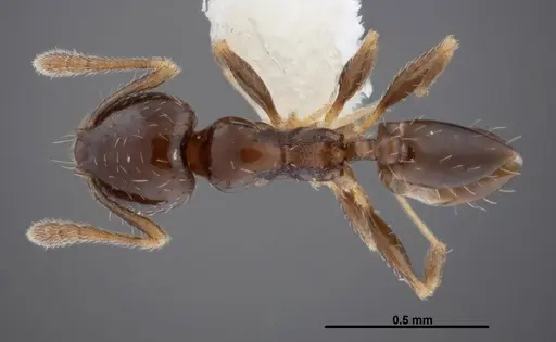 Pheidole janzeni specimen CASENT0608993 image casent0608993_1