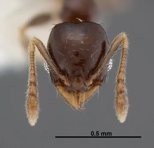 Pheidole janzeni specimen CASENT0608993 image casent0608993_2