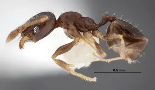 Pheidole janzeni specimen CASENT0608993 image casent0608993_3