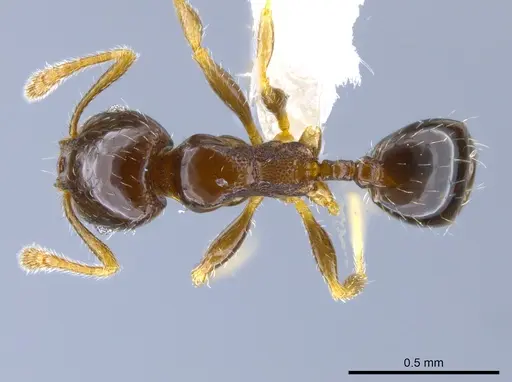 Pheidole janzeni specimen CASENT0612248 image casent0612248_1