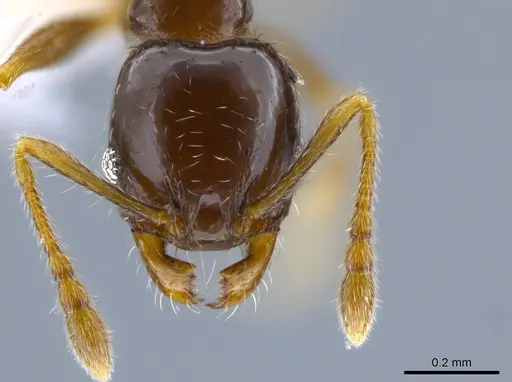 Pheidole janzeni specimen CASENT0612248 image casent0612248_2