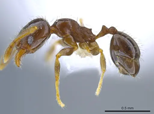 Pheidole janzeni specimen CASENT0612248 image casent0612248_3