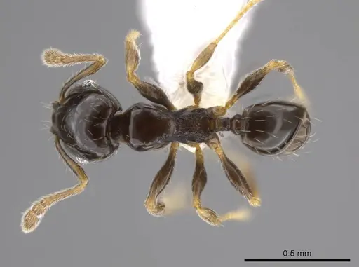 Pheidole janzeni specimen CASENT0618097 image casent0618097_1