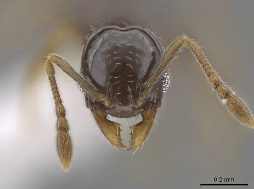 Pheidole janzeni specimen CASENT0618097 image casent0618097_2