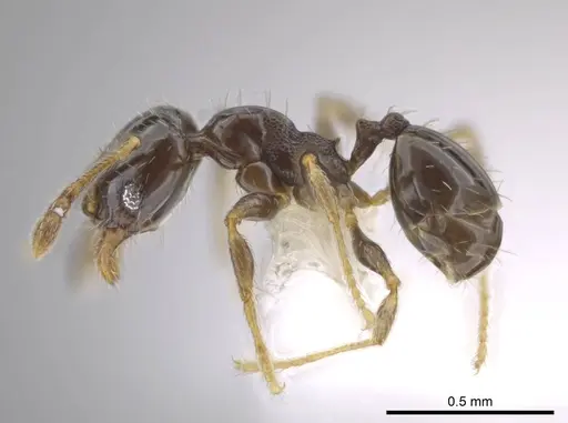 Pheidole janzeni specimen CASENT0618097 image casent0618097_3