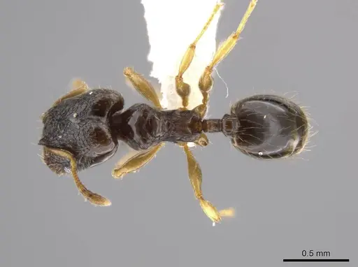 Pheidole janzeni specimen CASENT0618109 image casent0618109_1
