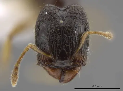 Pheidole janzeni specimen CASENT0618109 image casent0618109_2