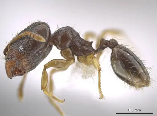Pheidole janzeni specimen CASENT0618109 image casent0618109_3