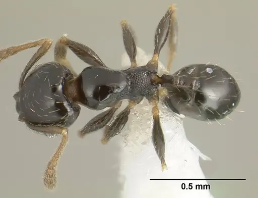 Pheidole janzeni specimen JTLC000007093 image jtlc000007093_1