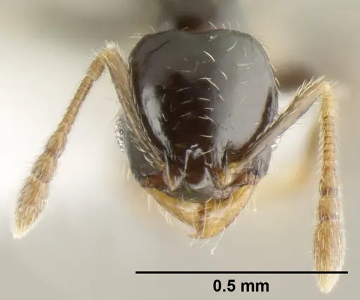 Pheidole janzeni specimen JTLC000007093 image jtlc000007093_2