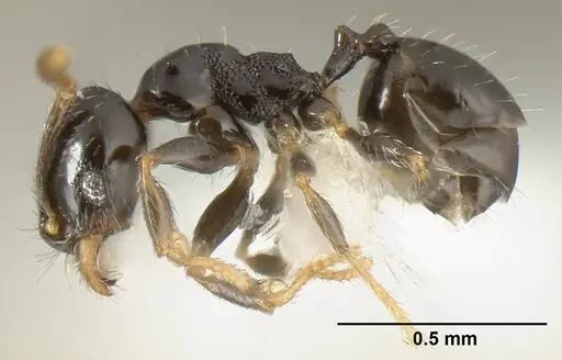 Pheidole janzeni specimen JTLC000007093 image jtlc000007093_3