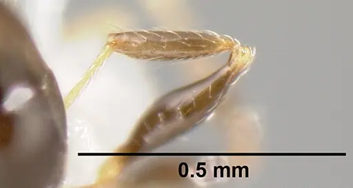 Pheidole janzeni specimen JTLC000007093 image jtlc000007093_4