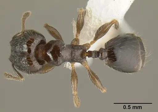 Pheidole janzeni specimen JTLC000007094 image jtlc000007094_1