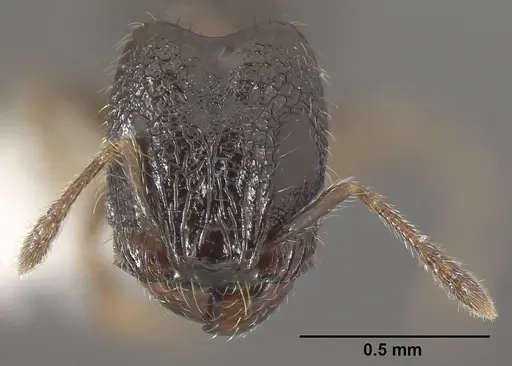 Pheidole janzeni specimen JTLC000007094 image jtlc000007094_2