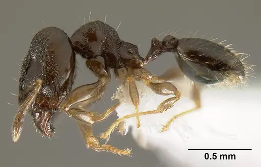 Pheidole janzeni specimen JTLC000007094 image jtlc000007094_3