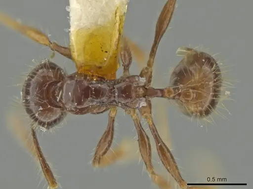 Pheidole jeannei specimen CASENT0645808 image casent0645808_1